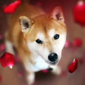 Meet your Posher, Luke